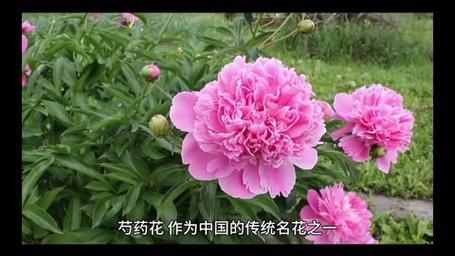 芍药花的寓意和象征（芍药花花语什么是有什么寓意）