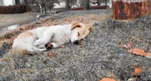 狗狗临死前的10个征兆（哪10种症状说明狗狗要死了）