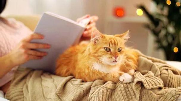 养猫的好处和坏处（养猫有哪些优缺点）