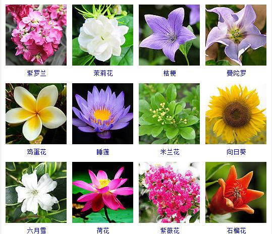 夏天盛开的花有哪些（在夏天盛开的花有什么）