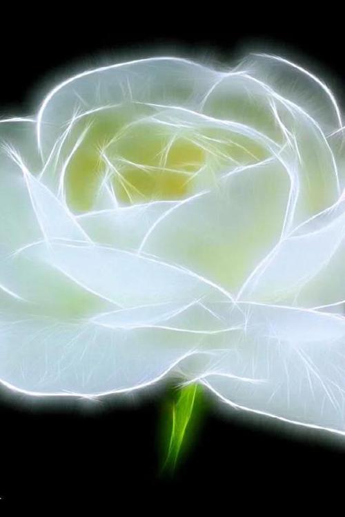 白色玫瑰花代表什么意思（白色玫瑰花的花语）