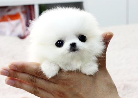 茶杯犬怎么来的（茶杯犬是怎样产生的）