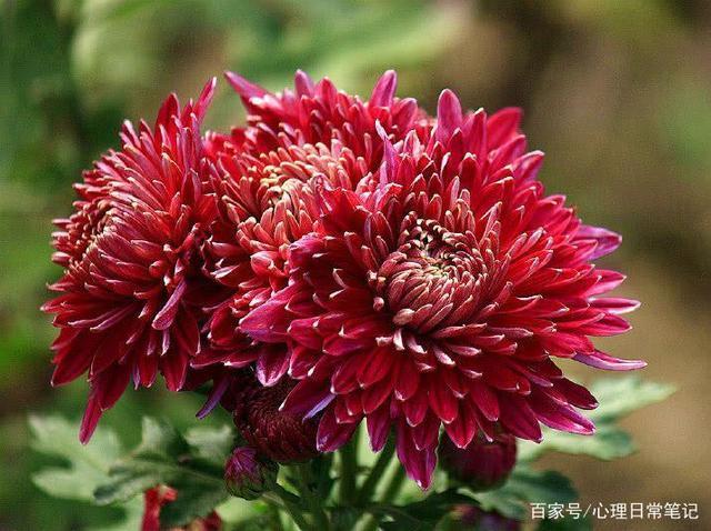 菊花都有什么颜色（菊花都有什么颜色的花）