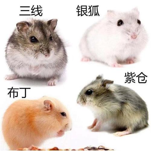 金丝熊和仓鼠有什么区别（怎么区分金丝熊和仓鼠）