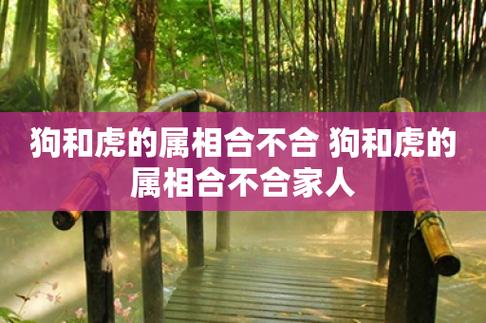狗和虎的属相合不合（属狗和属虎的人在一起合适吗）