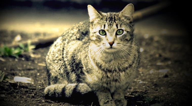 梦到猫是什么意思（梦到猫有什么寓意）