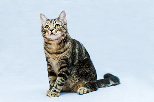 虎斑猫多少钱一只（纯种虎斑猫市场价多少）