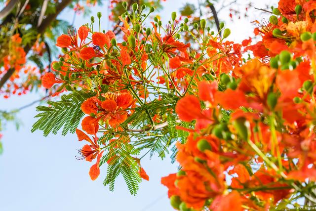 代表重生和希望的花（什么花的花语是希望和重生）