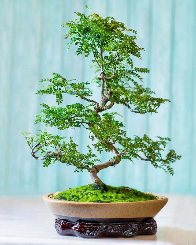 清香木和胡椒木的区别（清香木和胡椒木有什么不同）