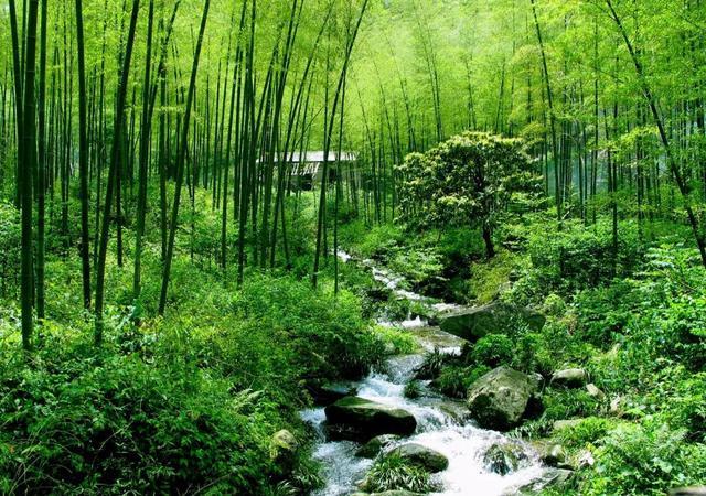 竹子的寓意和象征意义（竹子有什么寓意）