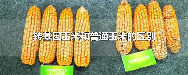 怎么辨别玉米是不是转基因（怎么看玉米是不是转基因）