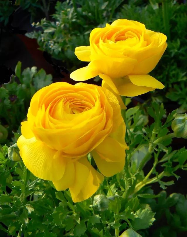 黄色玫瑰花代表什么意思（黄色玫瑰花的花语）