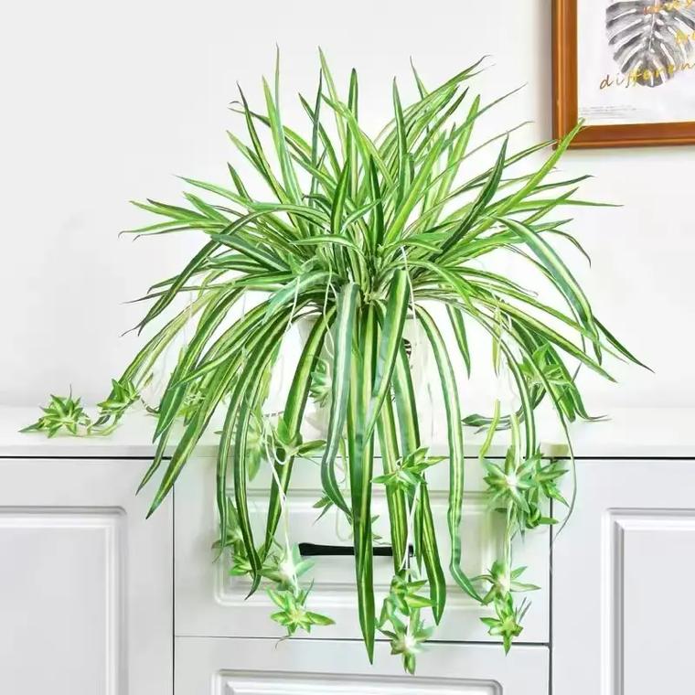 家里再穷也要养这3种花（家里适合养的花）