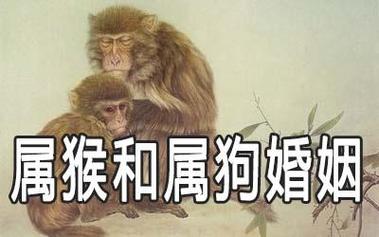 狗和猴的属相合不合（属狗和属猴的人在一起合适吗）