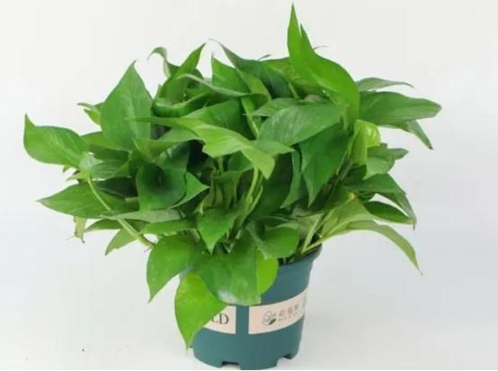 除甲醛的绿植有哪些（室内去除甲醛的绿植有哪些）