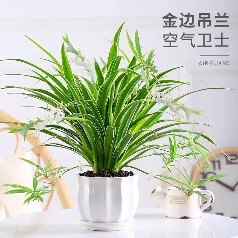 除甲醛绿植十大排名（什么植物吸收甲醛最快又好养）