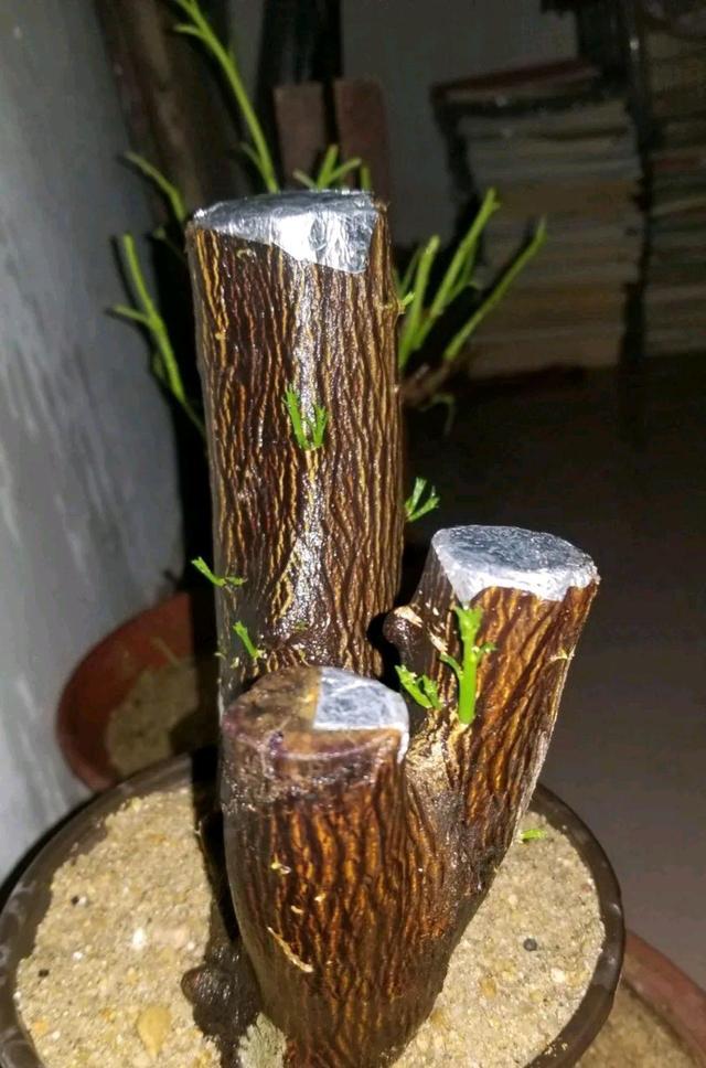 怎么刺激老桩发芽（怎么让老树桩快速发芽）