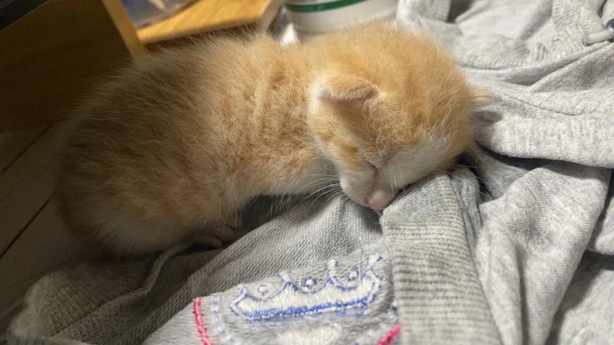 小奶猫怎么养（幼猫怎么养）