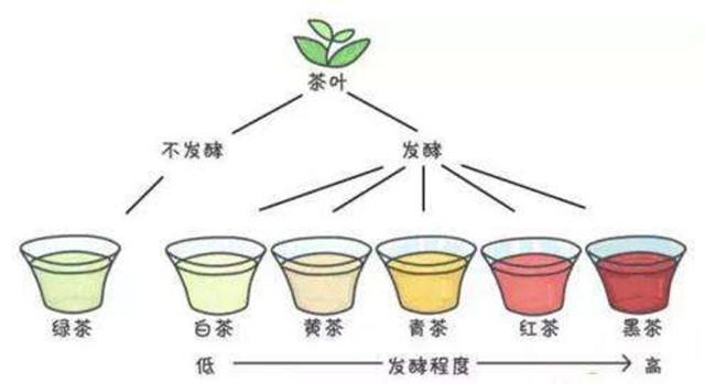 茶分类与品种（茶叶的种类及分类）