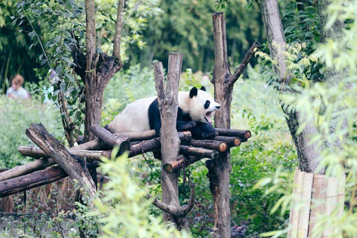 成都哪里好玩的景点（成都十大旅游景点）