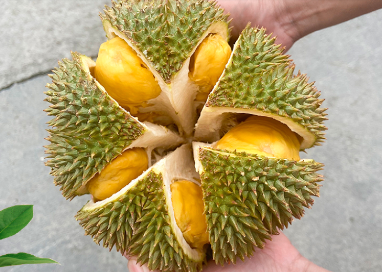 榴莲挑选方法妙招（榴莲怎么挑选才好吃）