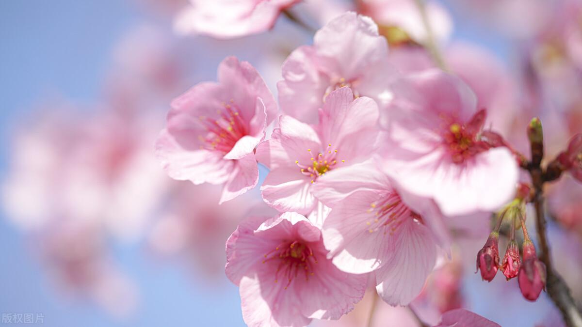 桃花是什么季节（桃花在什么季节开花）