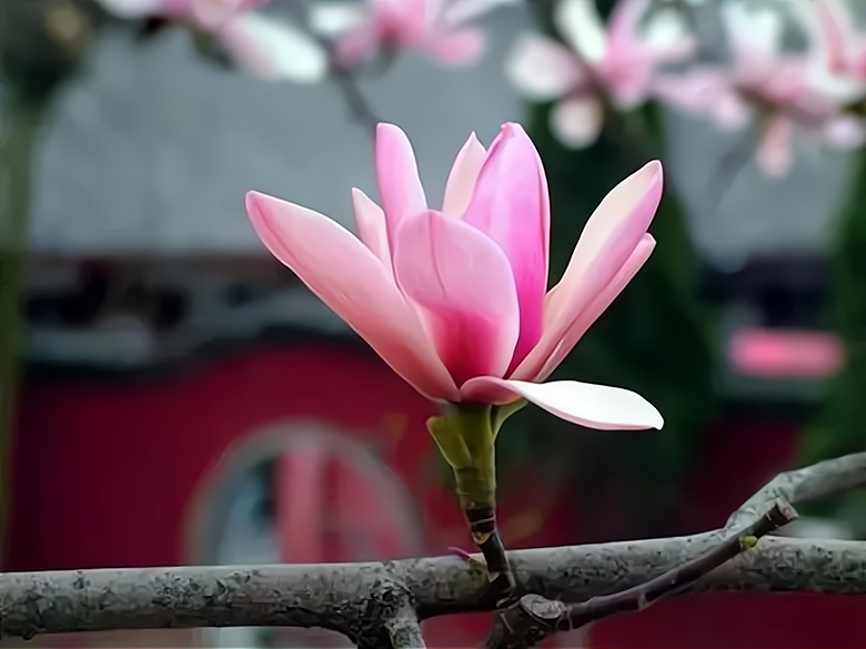 植物界的大熊猫（什么被称为植物界的大熊猫）