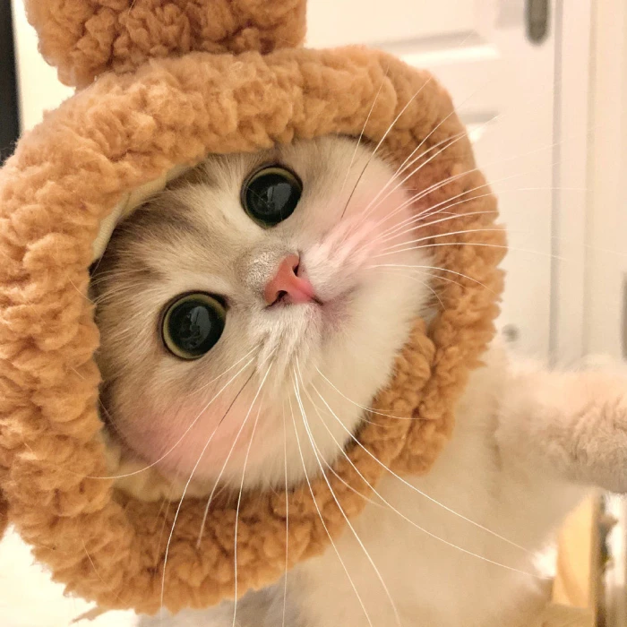 猫绝育的优点和缺点（猫做绝育的利与弊）