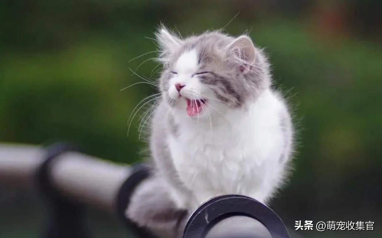 小猫一直叫个不停怎么办（猫不停的叫是怎么回事）