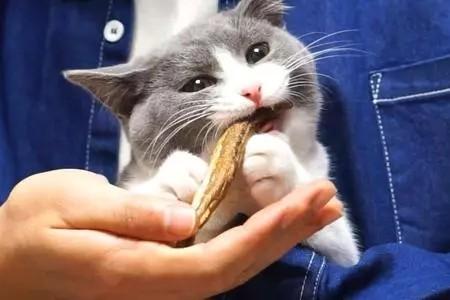 猫吃鱼为什么不吐鱼刺（猫吃鱼为什么不会被鱼刺卡住）