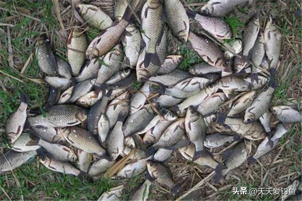 野钓鲫鱼怎么调漂最好（野钓鲫鱼调漂最佳方法）