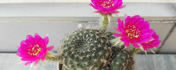 仙人掌多久开一次花（仙人掌一般养多久会开花）