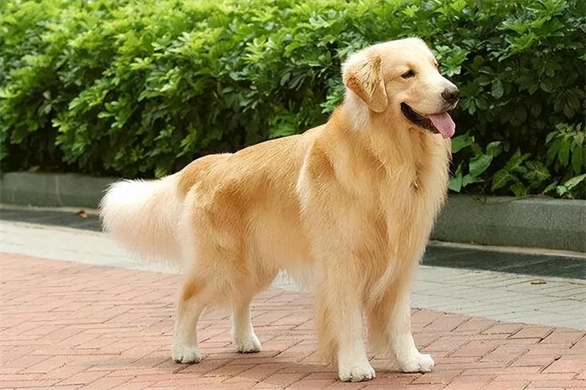 金毛犬多少钱一只（市面上买一条金毛要多少钱）