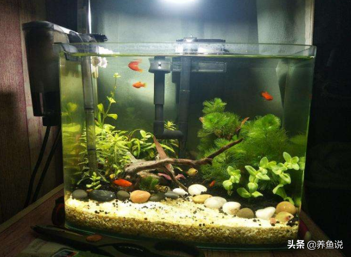 鱼缸上的白色水垢怎么去除（如何清除鱼缸的白色水垢）