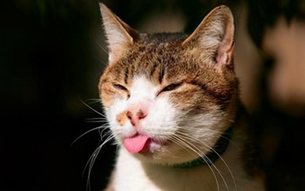 猫吐毛球怎么办（猫为什么会吐毛球）