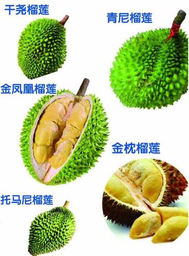 榴莲品种十大排名（世界排名前十的榴莲分别是哪些）