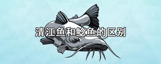 清江鱼和鲶鱼的区别（清江鱼和鲶鱼的区别在哪里）