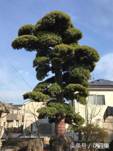 庭院十大吉祥树排名（庭院种什么树比较吉祥推荐十种）