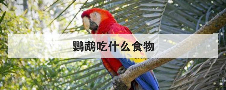 鹦鹉吃什么食物最好（家养鹦鹉给它吃什么食物）
