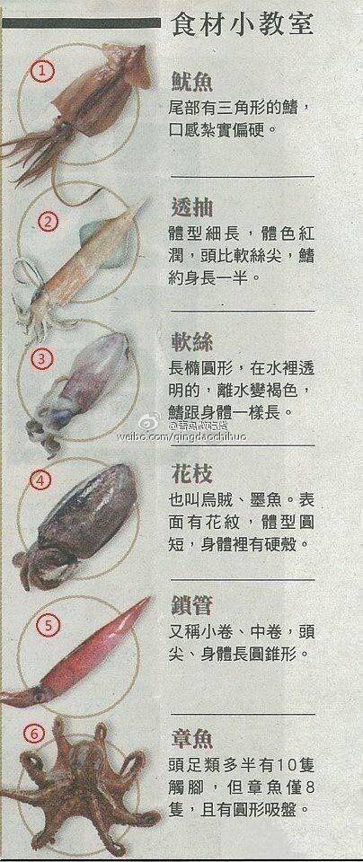 乌贼和鱿鱼的区别（怎么区分乌贼和鱿鱼）