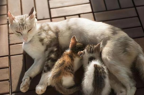养公猫好还是母猫好