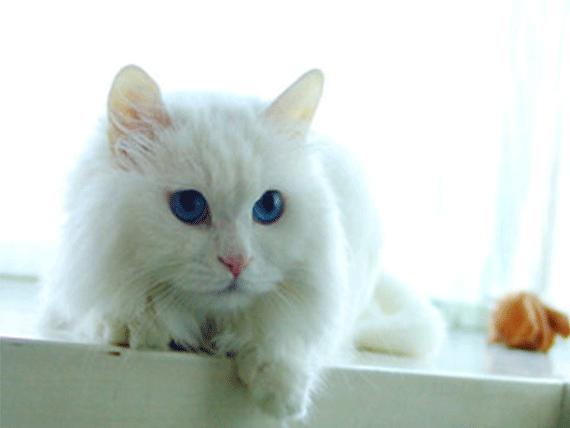 起司猫的优点和缺点（起司猫有哪些优缺点）