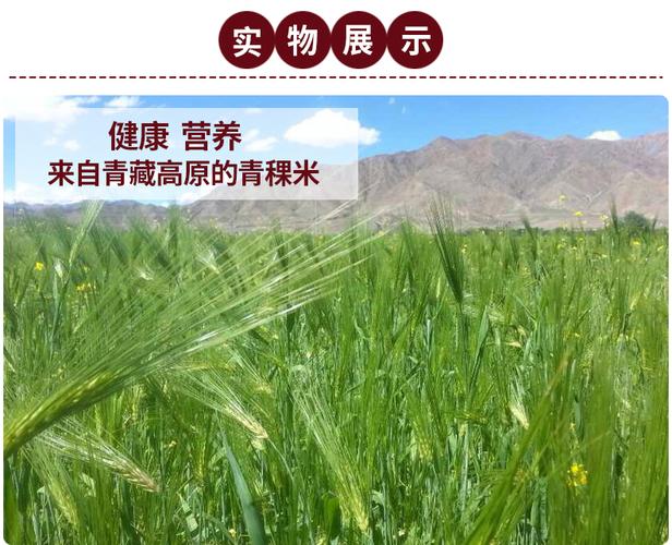 青稞和小麦的区别（青稞和小麦的区别是什么）