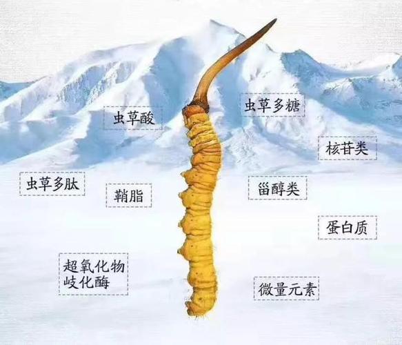 冬虫夏草产地（冬虫夏草产地什么地方最好）