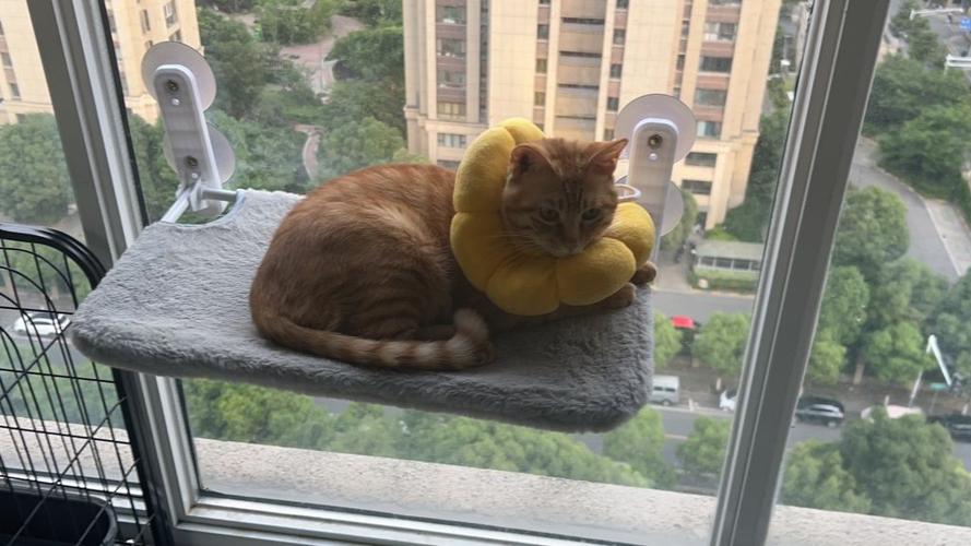 家里进猫代表什么预兆（家里进猫是凶还是吉）