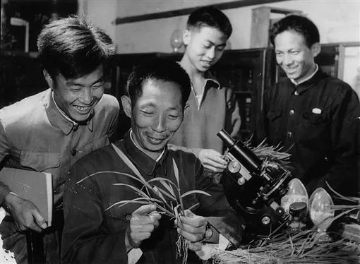 杂交水稻什么时候问世（杂交水稻是什么时候发明的）