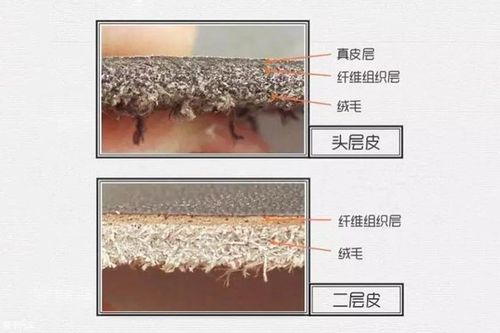 纳帕皮和真皮的区别（纳帕皮和真皮有什么不同）