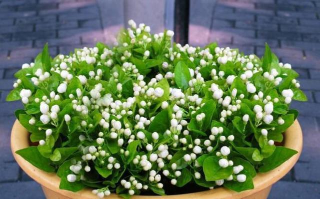 茉莉花的花期（茉莉花的花期是几月份）