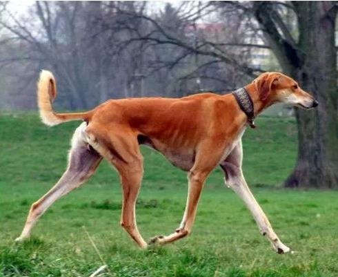 最强的十种猎犬（世界上最强的十种猎犬）