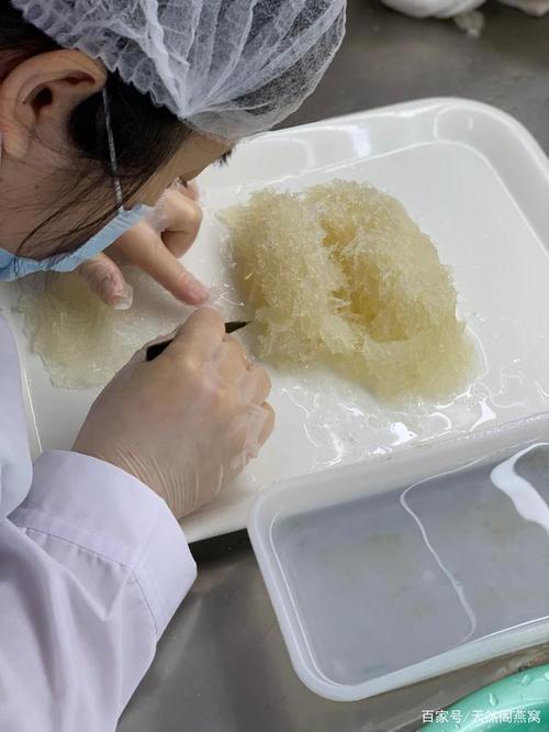 燕窝是怎么形成的（燕窝是怎么来的）